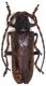 Cerambycidae 2a.jpg