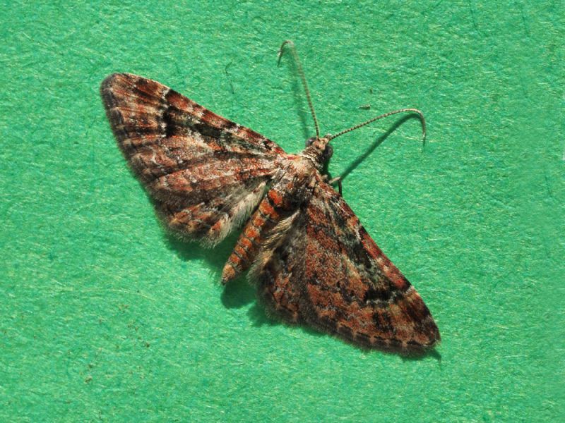 Gymnoscelis_rufifasciata_adulto (2).jpg