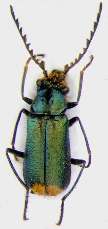 malachius_monticola_m.jpg