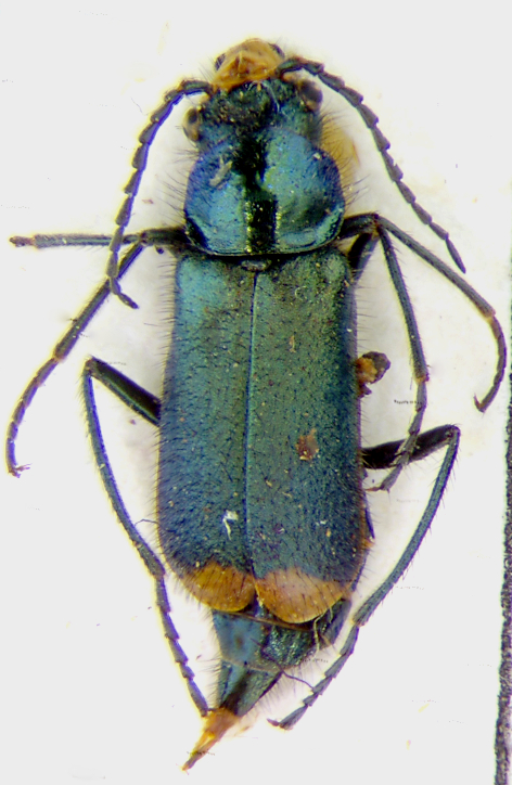 malachius_monticola_f.jpg