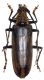 Neocerambyx Be5715.jpg