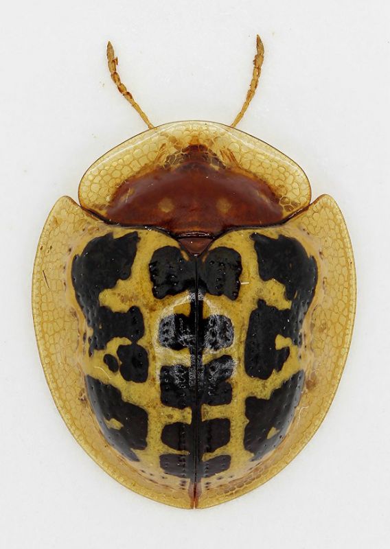 Cassidinae sp.3-Laos-6,2mm-R.jpg