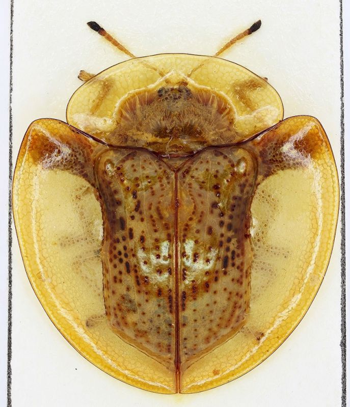 Cassidinae sp.4-Thailand-9,9mm-R.jpg