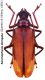 Anomophysis elongata (Quentin & Villiers, 1981) - Kopie.JPG