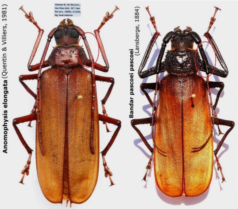 Anomophysis elongata (Quentin & Villiers, 1981).JPG