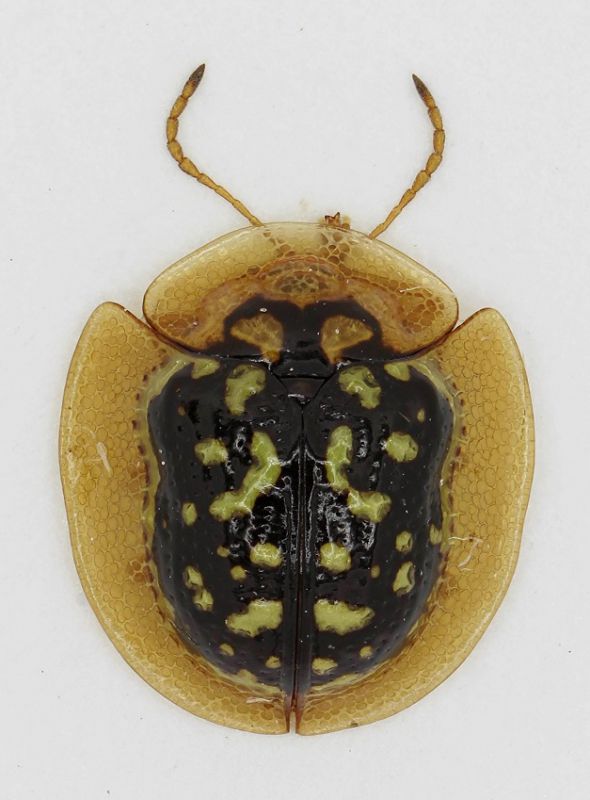 Cassidinae sp.7-Malaysia-4,2 mm-R.jpg