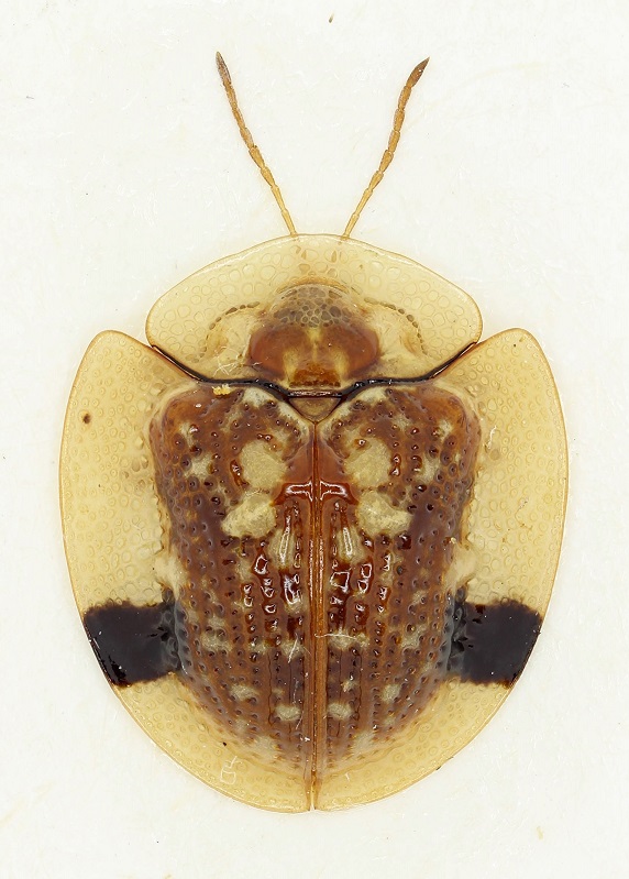 Cassidinae sp.8-Thailand-6,2mm-R.jpg
