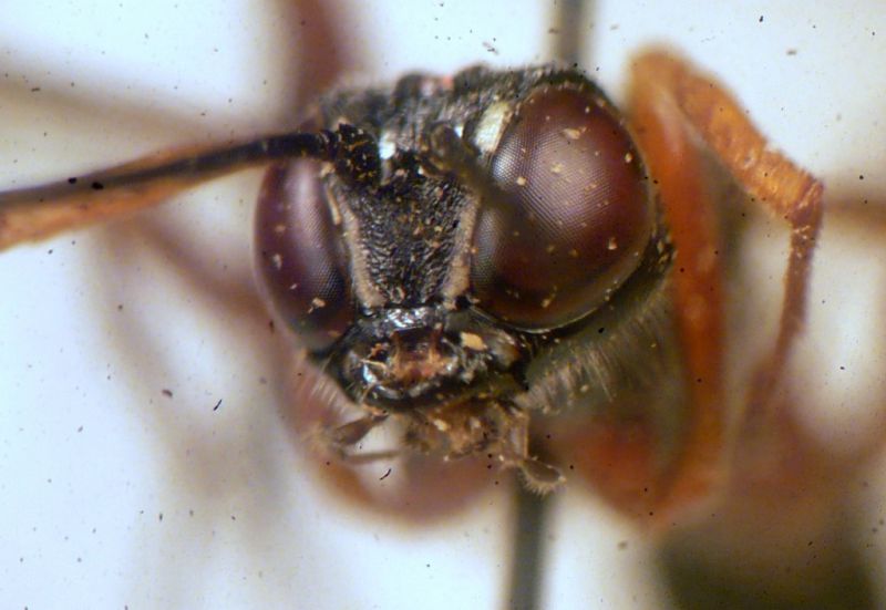 Neoxorides nitens femmina faccia.JPG