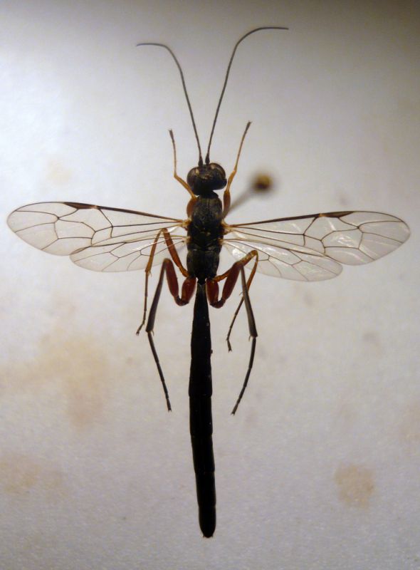 Neoxorides nitens m.JPG