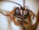 Neoxorides nitens maschio faccia.JPG