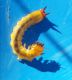 Larva_23.02.2019.jpg