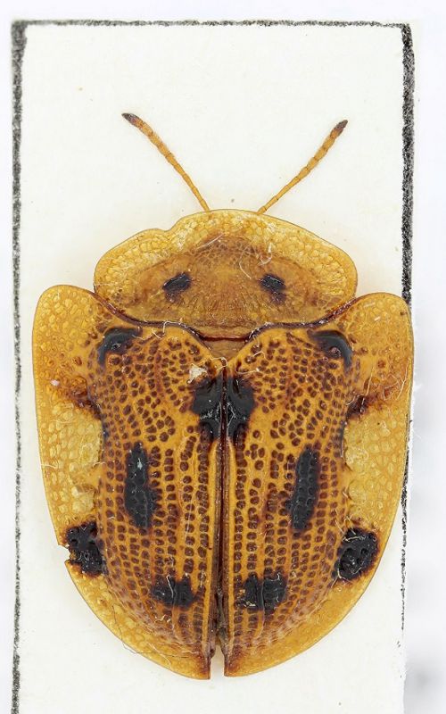 Cassidinae sp.11a-Thailand-8,2mm-R.jpg