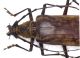 Neocerambyx bakboensis 3.jpg