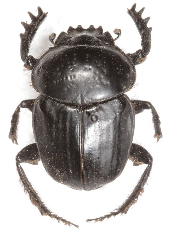 Scarabaeus semipunctatus1.JPG