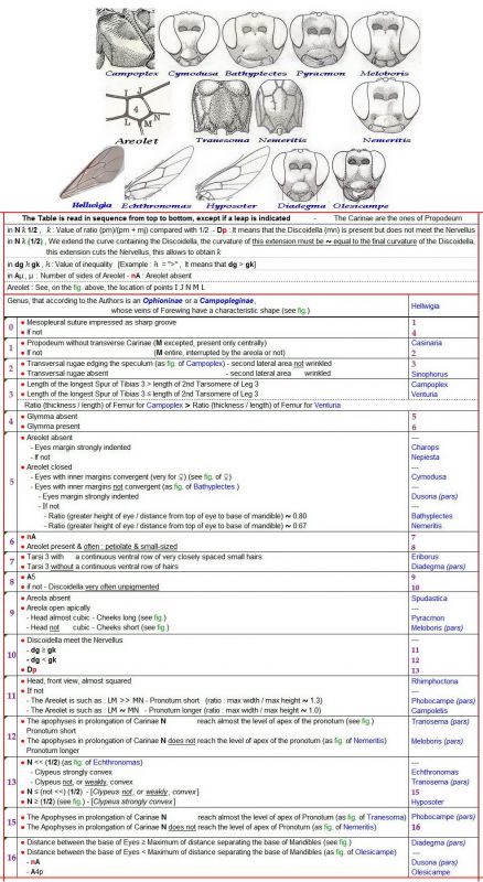 CAMPOPLEGINAE = PORIZONTINAE (in Townes)  -  Clé définitive + Images - Image au 01.03.19 - lg. 986.jpg