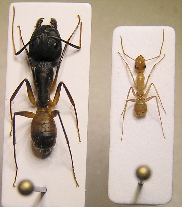 Camponotus, Omán.JPG