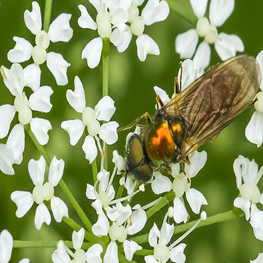 Stratiomydae.jpg