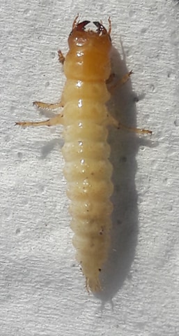 Larva2.jpg
