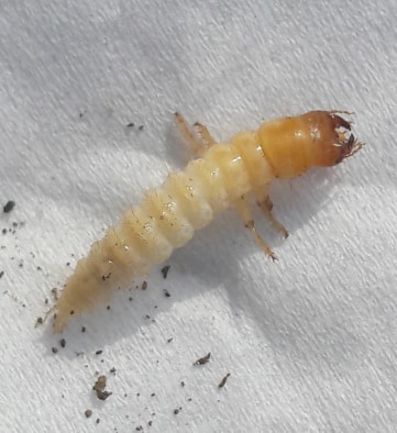 Larva1.jpg