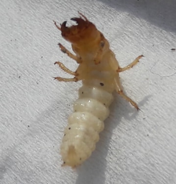 Larva3.jpg