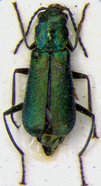 Haplomalachius_simplex_f.jpg