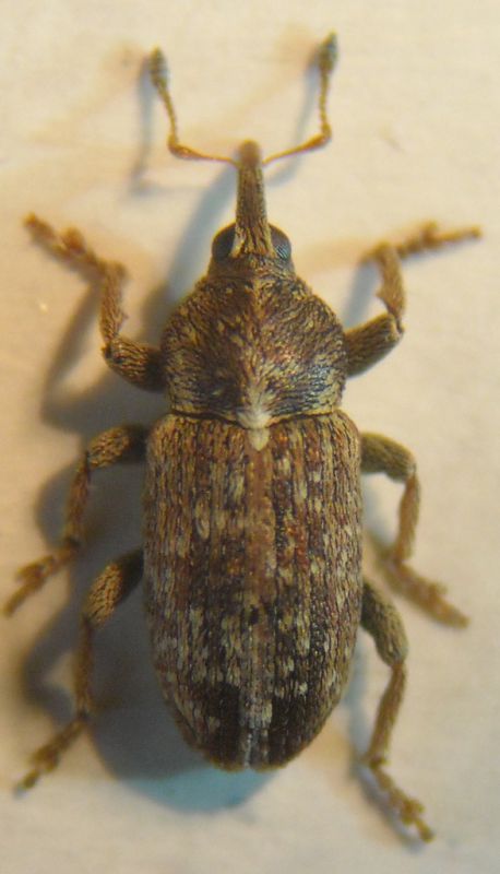 Tychius grenieri M 001 A.jpg