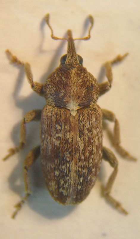 Tychius grenieri F 004 A.jpg