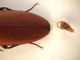 ampedus sp 009.JPG
