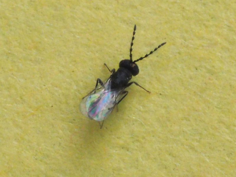 Eurytoma_sp.jpg