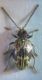 Ptinus italicus F 004 A.jpg