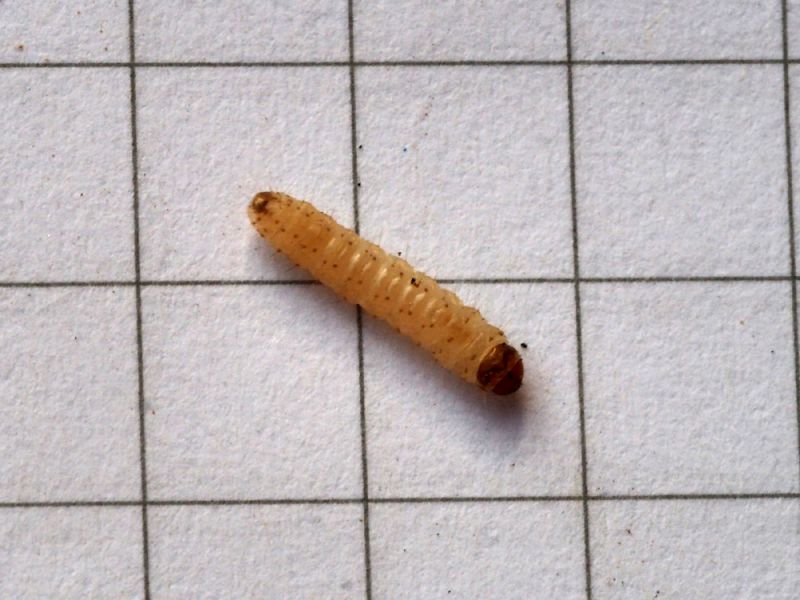 Andricus_ quercuscalicis_larva_lepidottero (2).jpg