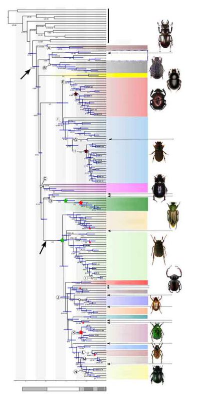 filogenesi scarabeidi.jpg
