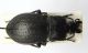 carabus1.JPG