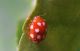coccinella58.JPG