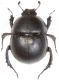 Scarab C1.JPG