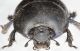 Scarab C2.JPG