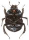 Scarab C4.JPG