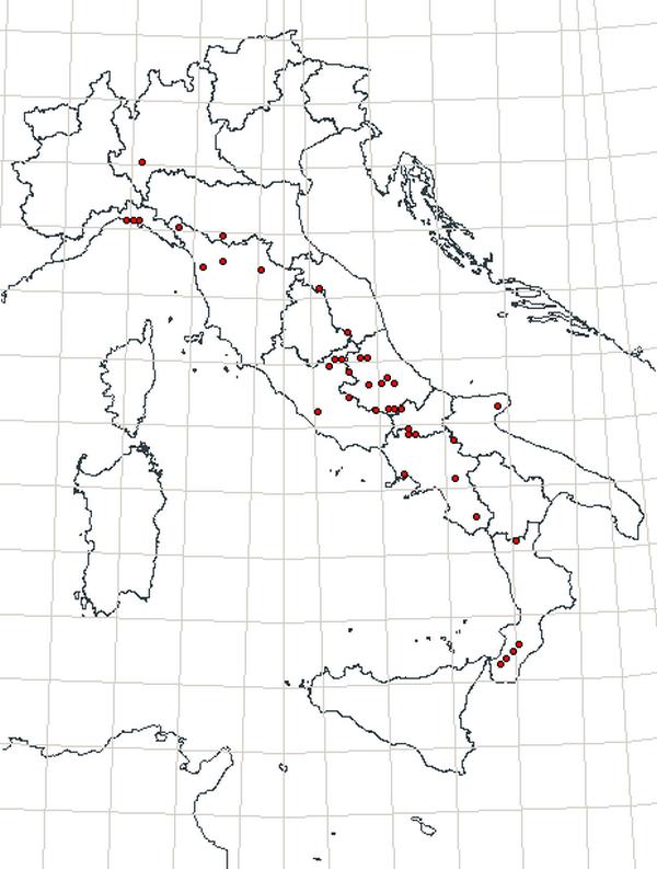 Neoplinthus tigratus tigratus (Rossi, 1792).JPG