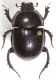 Scarab A1.JPG