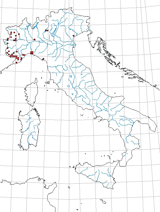 Neoplinthus tigratus granulatus (Boheman, 1842).jpg