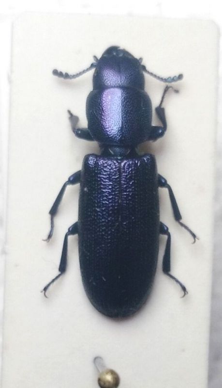 Temnoscheila caerulea.JPG