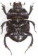 Scarab A4.JPG