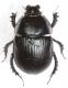 Scarab B1.JPG