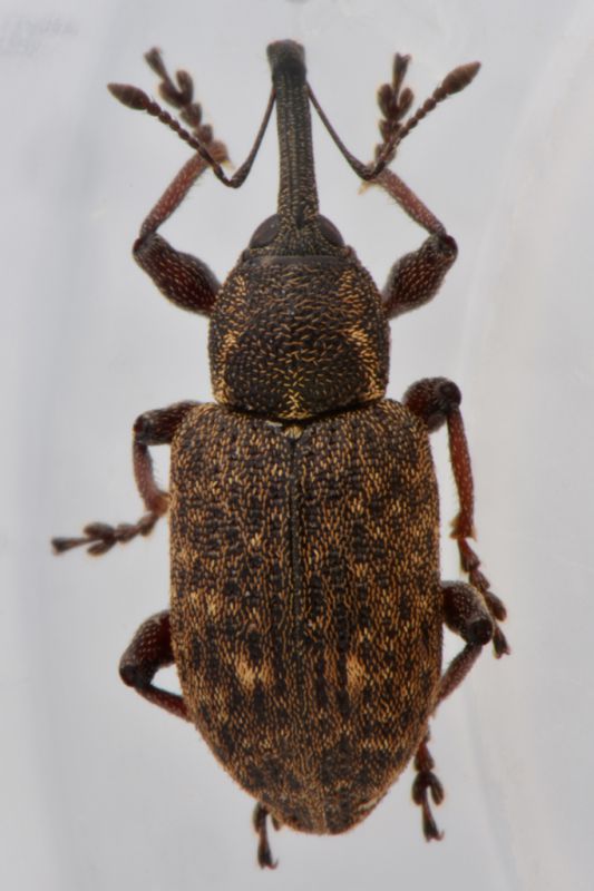 1 tournotaris bimaculata curculionidae  palude dei mareschi .jpg