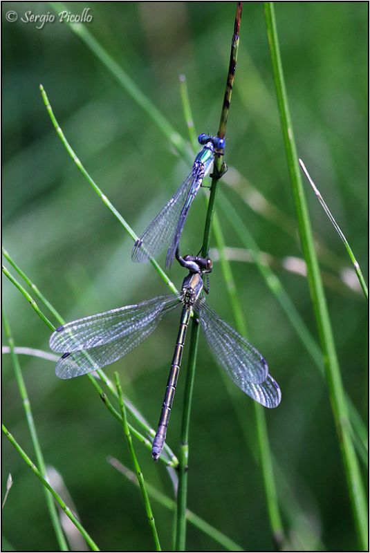 Lestes-20170813-002-JWf.jpg