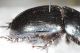 Scarab B4.JPG