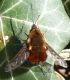 P1100597 - Copias.jpg