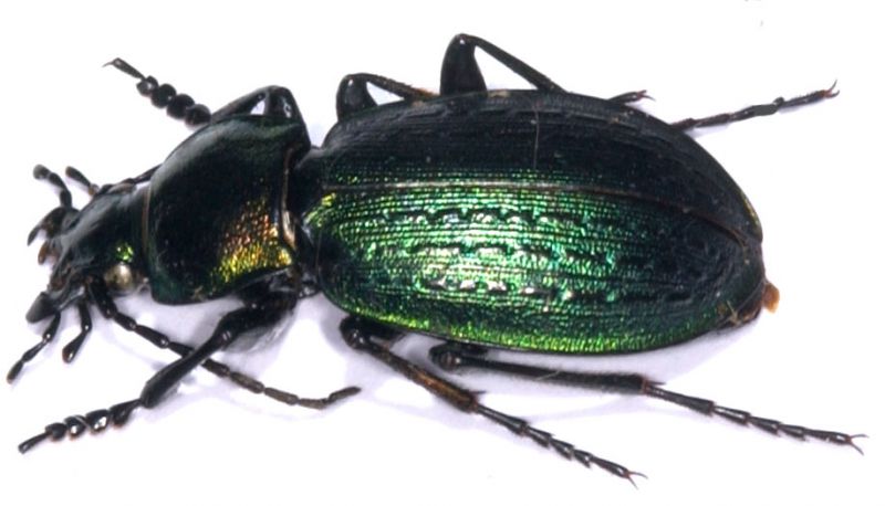 Carabus (Eucarabus) arvensis faldermanni 2.jpg