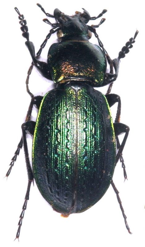 Carabus (Eucarabus) arvensis faldermanni 1.jpg