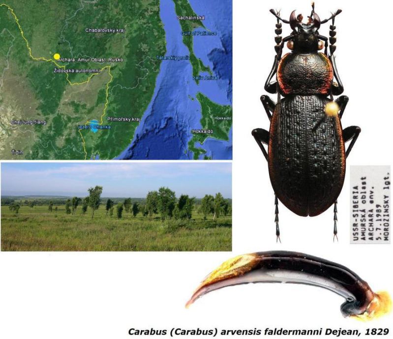 Carabus (Carabus) arvensis faldermanni Dejean,  1829.jpg